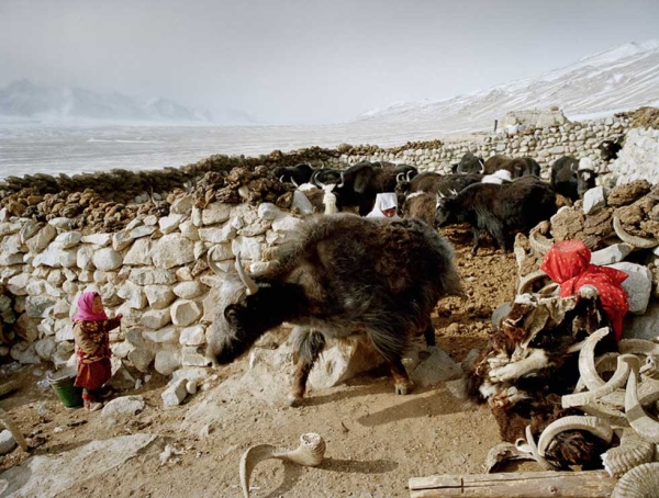 While the herd is taken out, two young girls hide from a yak. This beast can weigh up to one ton. (Matthieu Paley)