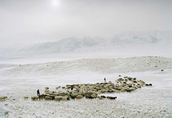 A sheep herd leaving camp early in the morning. Shepherds often carry guns, as wolf attacks on livestock are not uncommon. (Matthieu Paley)