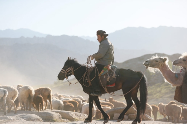 A Kazakh herdsman migrates with his cattle through the Gobi Desert in Altay, Xinjiang province, China, on June 6, 2014. (Xiaolu Chu/Getty Images)