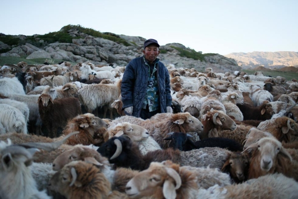 A Kazakh herdsman coaxes sheep into a temporary enclosure. (Xiaolu Chu/Getty Images)