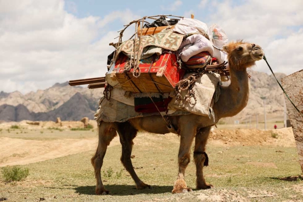 A camel bearing a colorful load rests for a moment. (Xiaolu Chen/Getty Images)