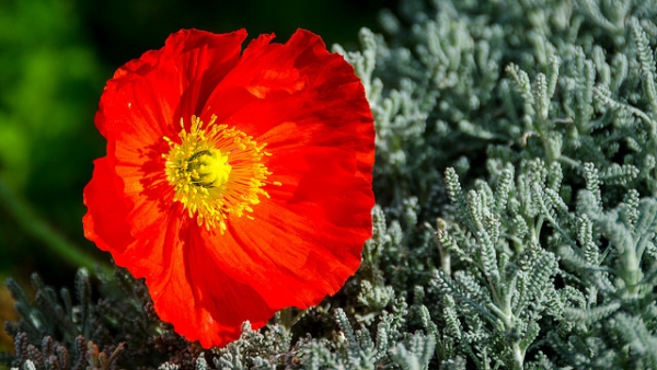 A red poppy flower in full bloom brightens up its surrounding area in Auckland, New Zealand on June 14, 2015. (Kathrin & Stefan Marks/Flickr)