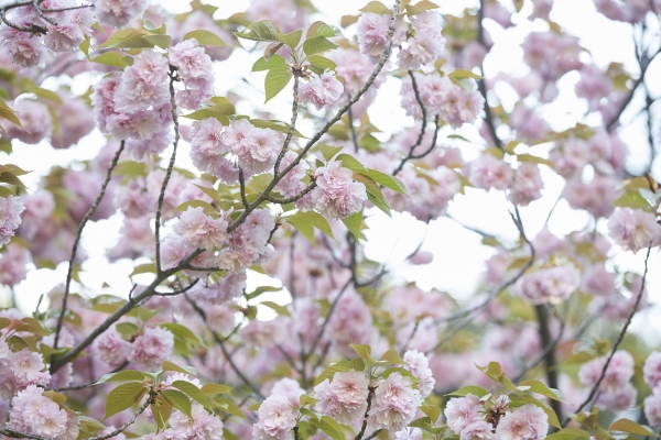 210408_cherry blossoms_011