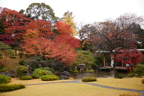 Garden full of fall leaves at International House of Japan