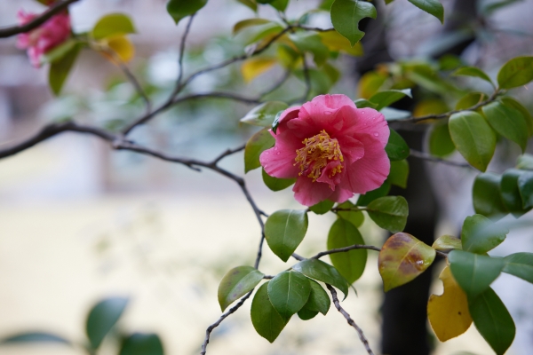 Camellia in the garden at International House of Japan