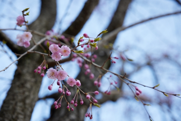 Cherry blossom starting at the I-House garden