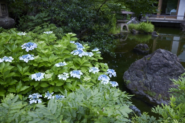 Hydrangea in bloom at the I-House garden