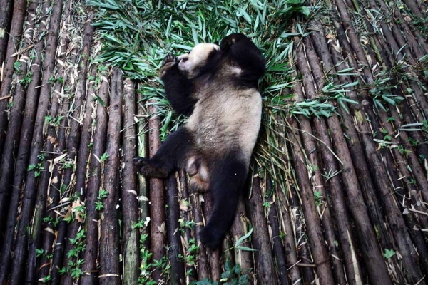 A giant panda in an enclosure at the Giant Panda Breeding Centre in Chengdu, China in 2011. (Sean Gallagher)