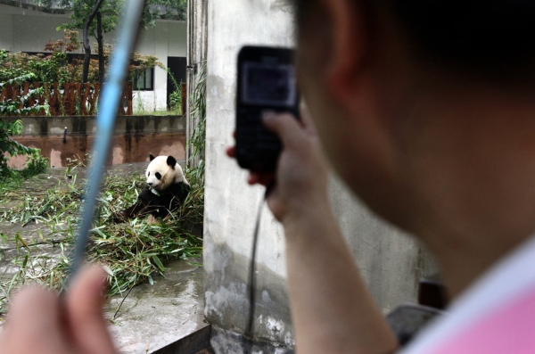 A tourist takes a photograph of a giant panda at the Giant Panda Breeding Centre in Chengdu, China in 2011. (Sean Gallagher)
