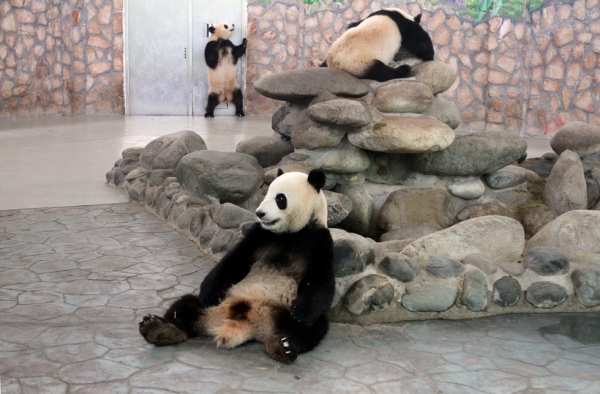 Pandas at the Giant Panda Breeding Centre in Chengdu, China live in climate-controlled enclosures. (Sean Gallagher)