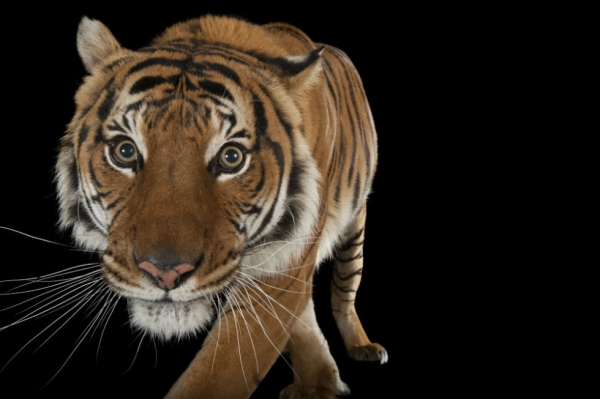 A Malayan tiger (Panthera tigris jacksoni) at the Omaha Zoo. (Joel Sartore Photography)