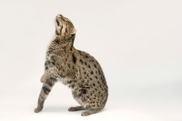 An endangered fishing cat (Prionailurus viverrinus) at the Point Defiance Zoo. (Joel Sartore Photography)