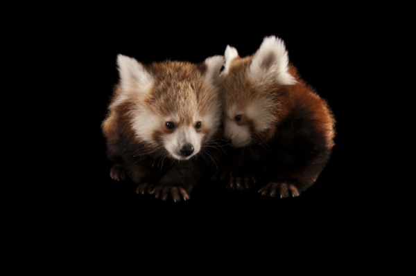 Twin three-month-old red pandas (Ailurus fulgens) at the Lincoln Children's Zoo. (Joel Sartore Photography)