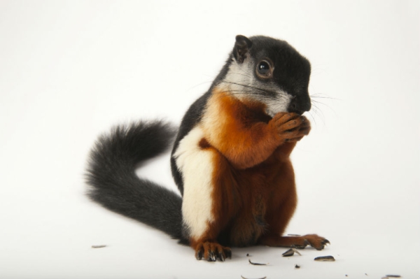 A Prevost's squirrel (Callosciurus prevostii) named 'Walnut' at the Houston Zoo. (Joel Sartore Photography)
