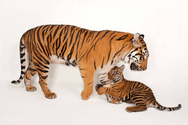 A critically endangered female Sumatran tiger and her five-month-old cub (Panthera tigris sumatrae). (Joel Sartore Photography)