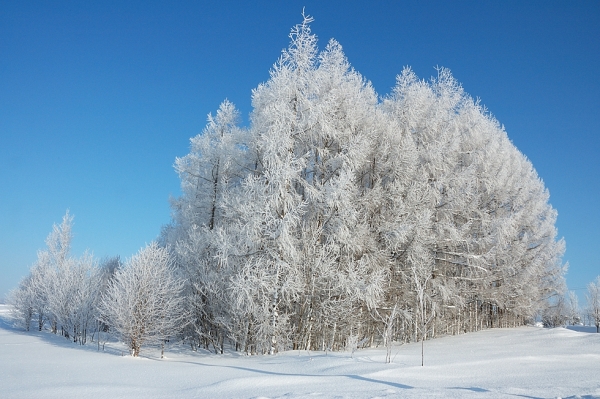 "Frozen Trees." (Kent Shiraishi)
