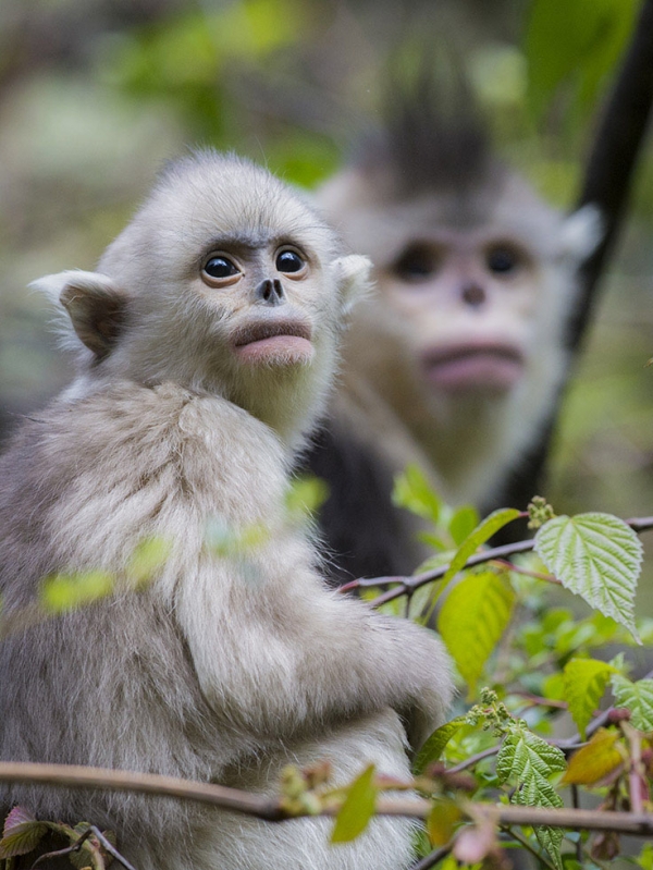 A mother and a yearling snub-nosed monkey. (Jacky Poon)