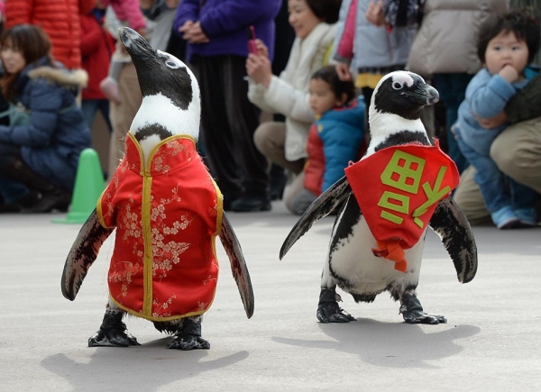 Penguins waddle their way into Lunar New Year festivities at Hakkeijima Sea Paradise amusement park, dressed in traditional Chinese clothing adorned with the character for "good fortune" or "happiness," on January 26, 2014 in Tokyo, Japan. (Toru Yamanaka/AFP/Getty Images)