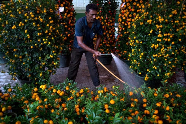 A worker tends to his tangerine trees, a food said to bring wealth and luck, on January 20, 2014 in Kuala Lumpur, Malaysia. (Mohd Rasfan/AFP/Getty Images)
