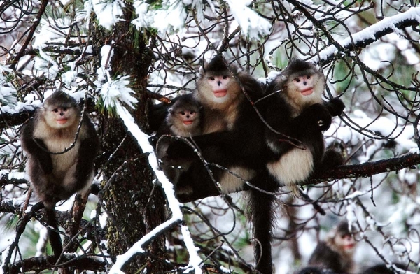 A small family of the snub-nosed monkey known as Rhinopithecus bieti. (Xi Zhinong)