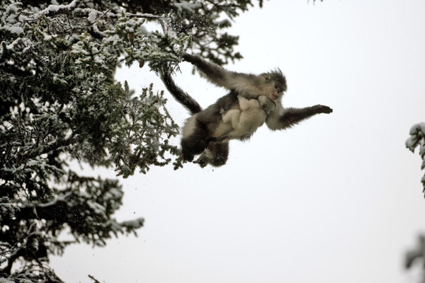 A snub-nosed monkey leaps from one tree to another with baby in tow. (Xi Zhinong)