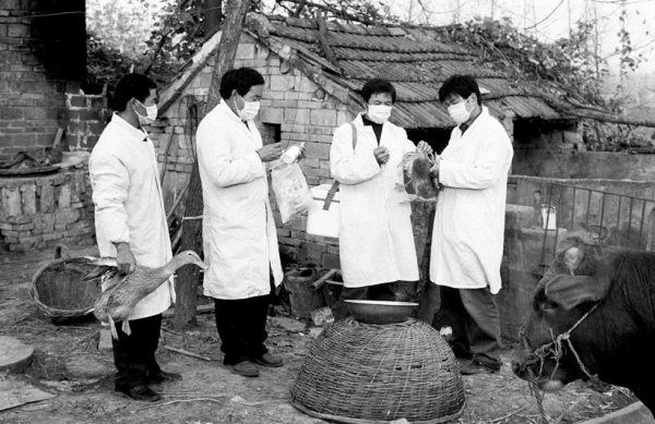 Chinese veterinarians inoculate thousands of birds with the same needle containing anti-Bird Flu serum in Anhui Province. (Ryan Pyle)