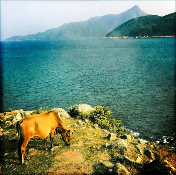 A cow grazes at the harbor's edge. (Palani Mohan) 